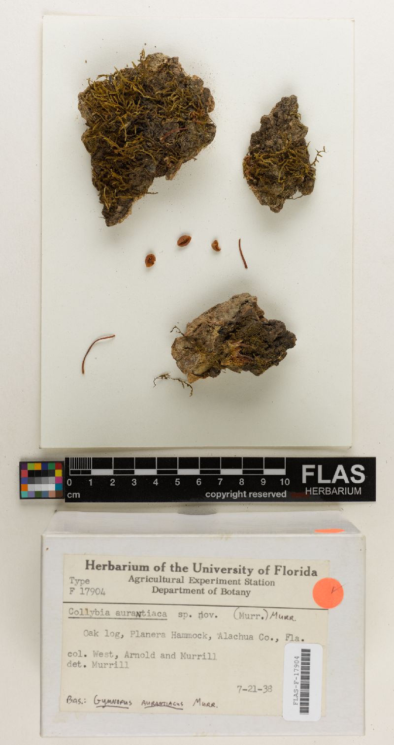 Collybia aurantiaca image
