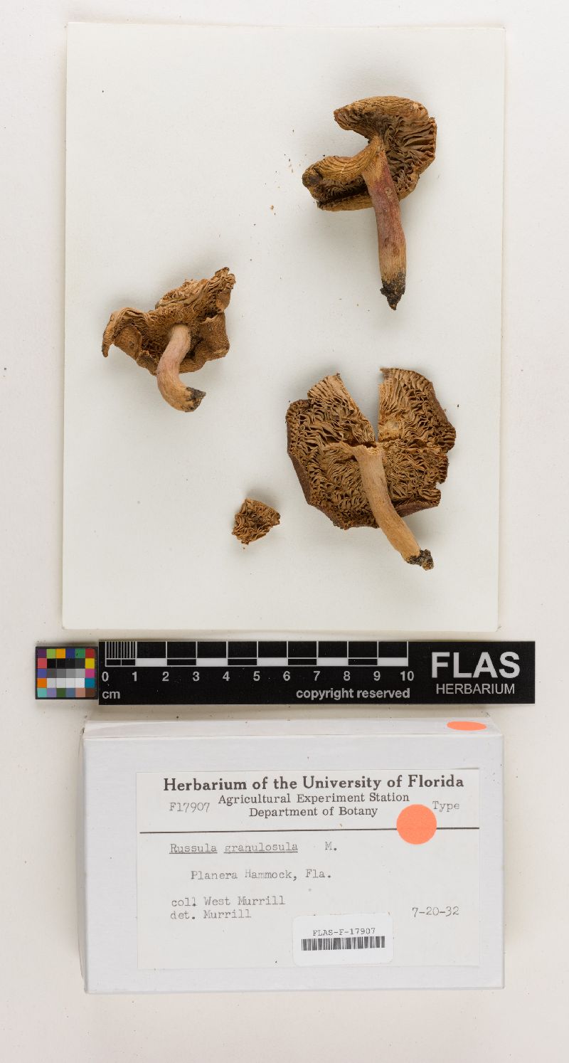 Russula granulosula image
