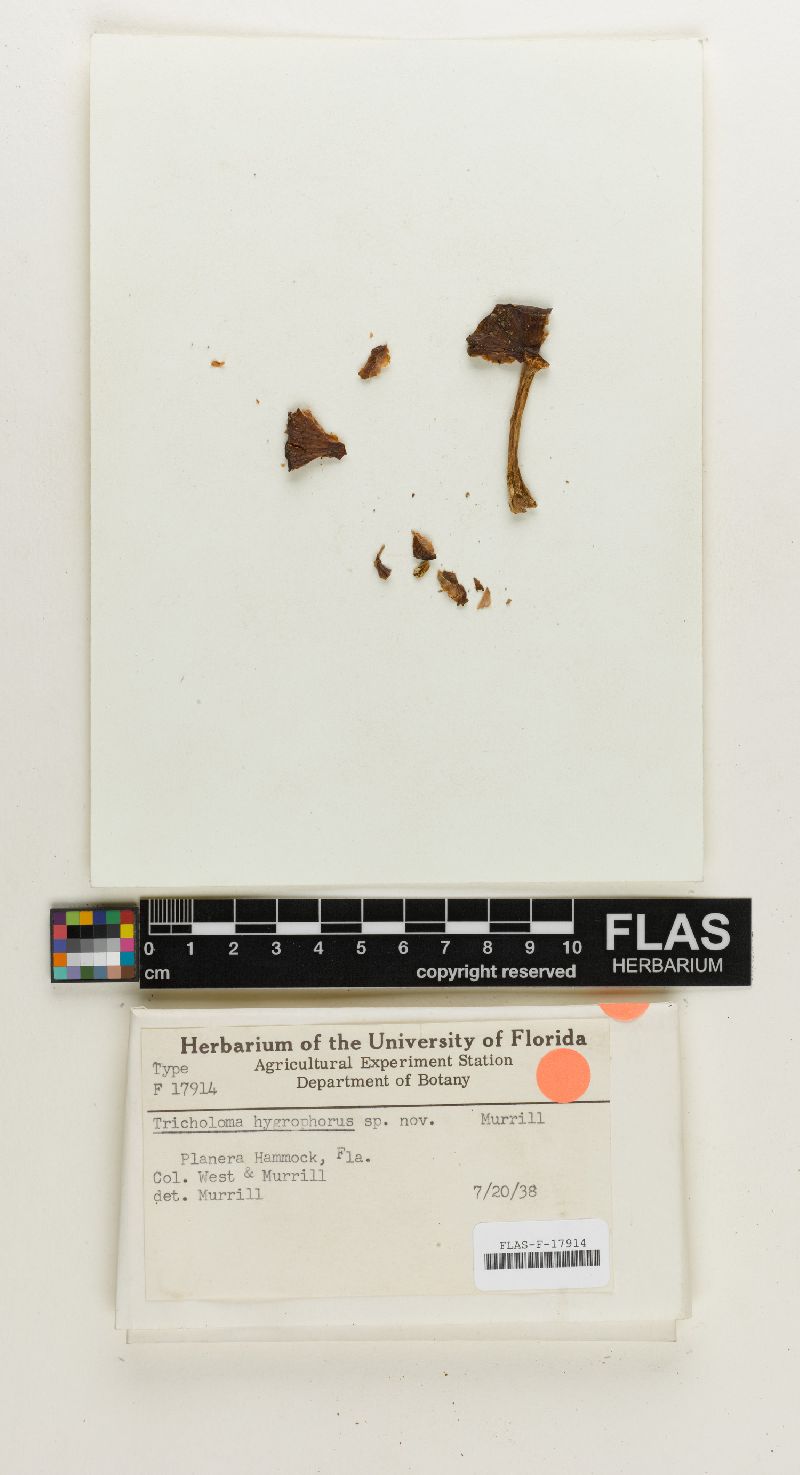 Dermoloma image