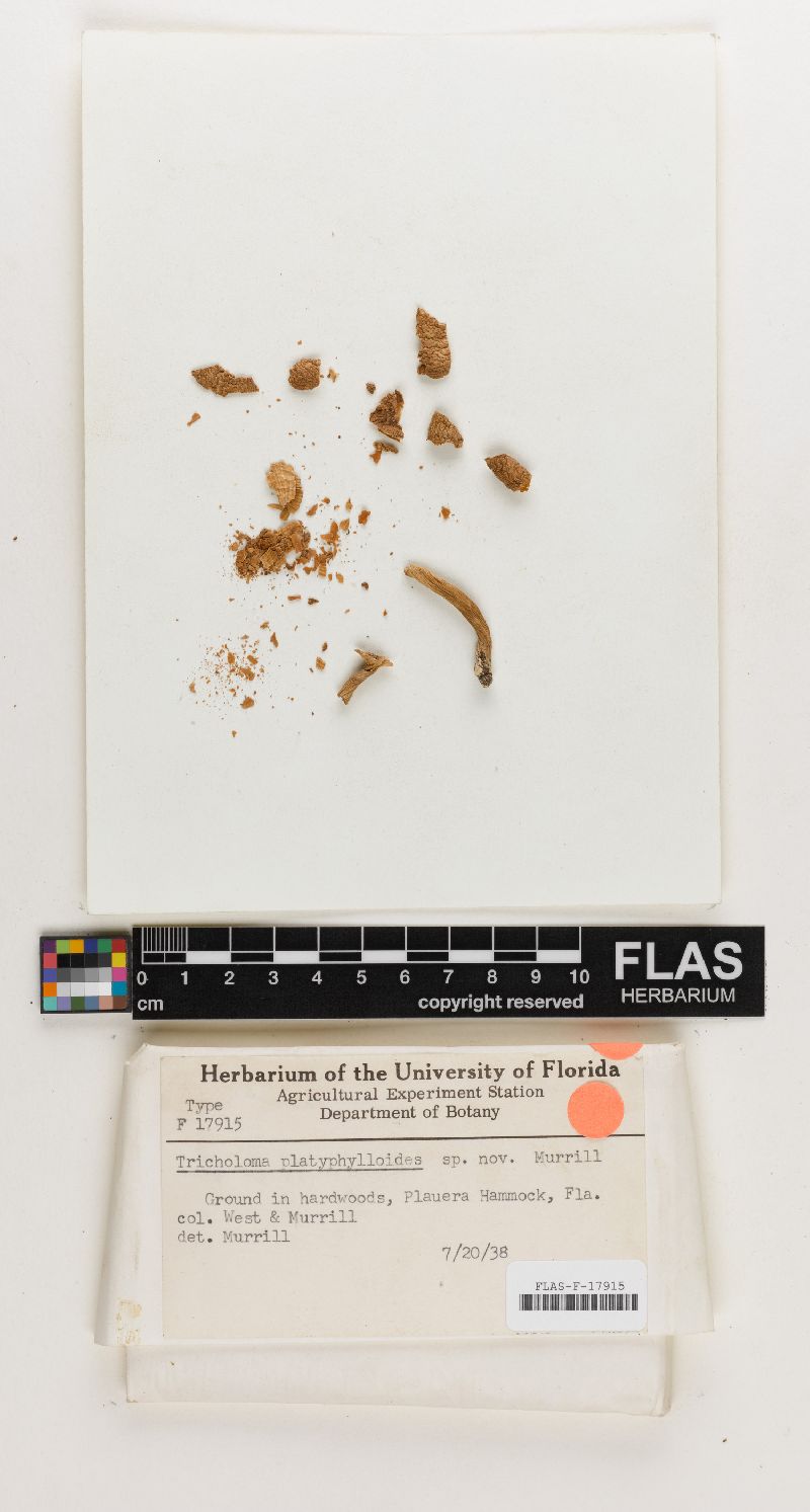 Tricholoma platyphylloides image