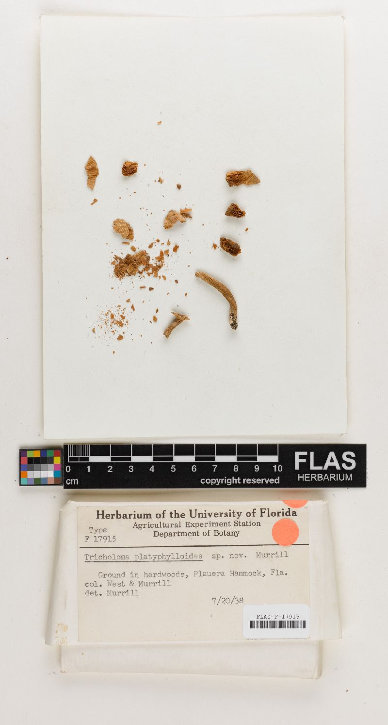 Tricholoma platyphylloides image