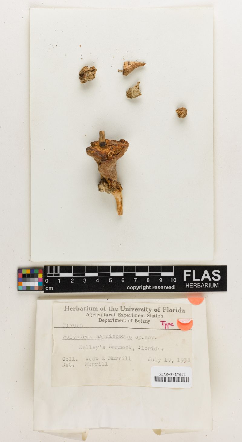 Polyporus magnisporus image
