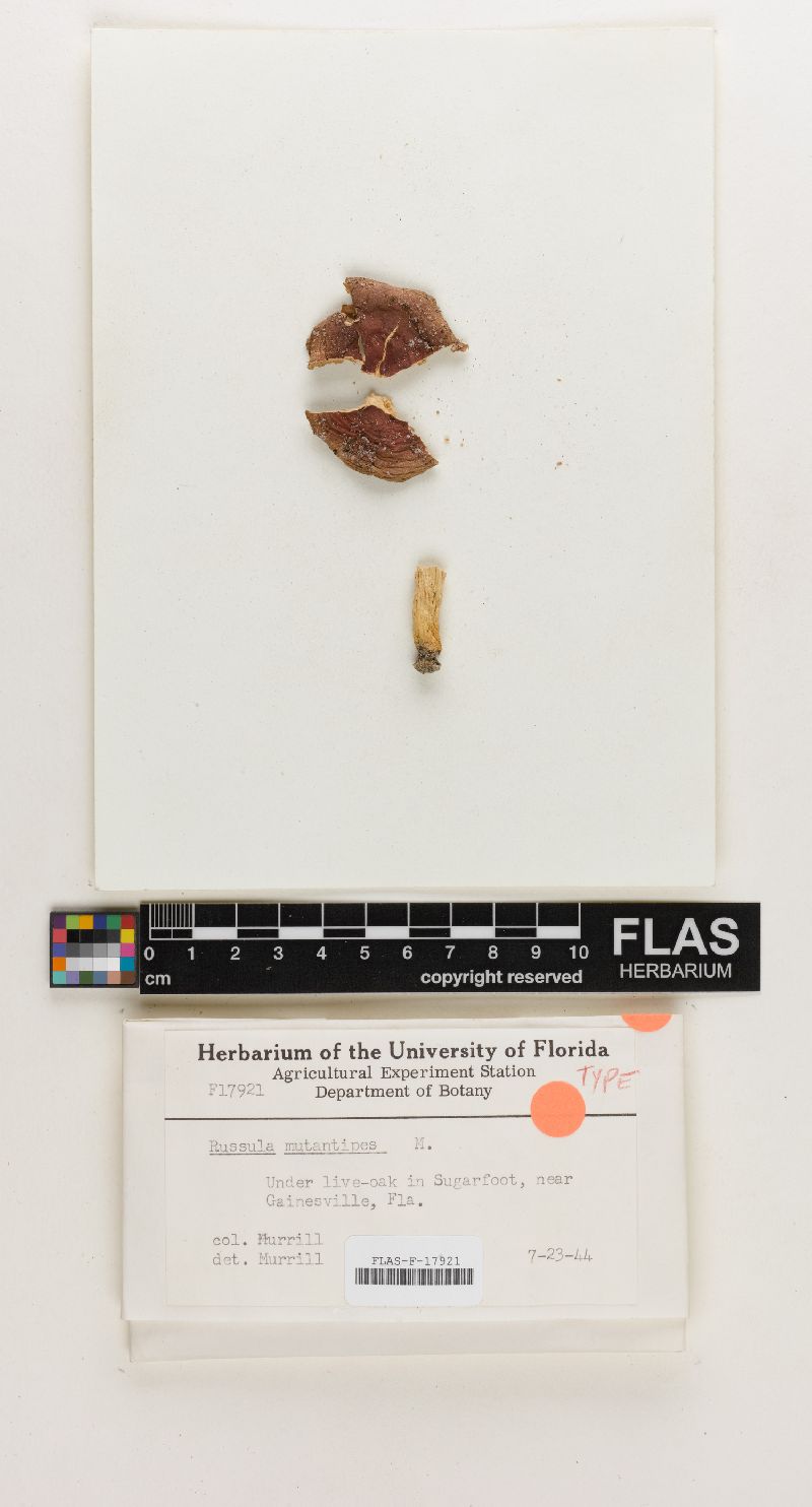 Russula mutantipes image