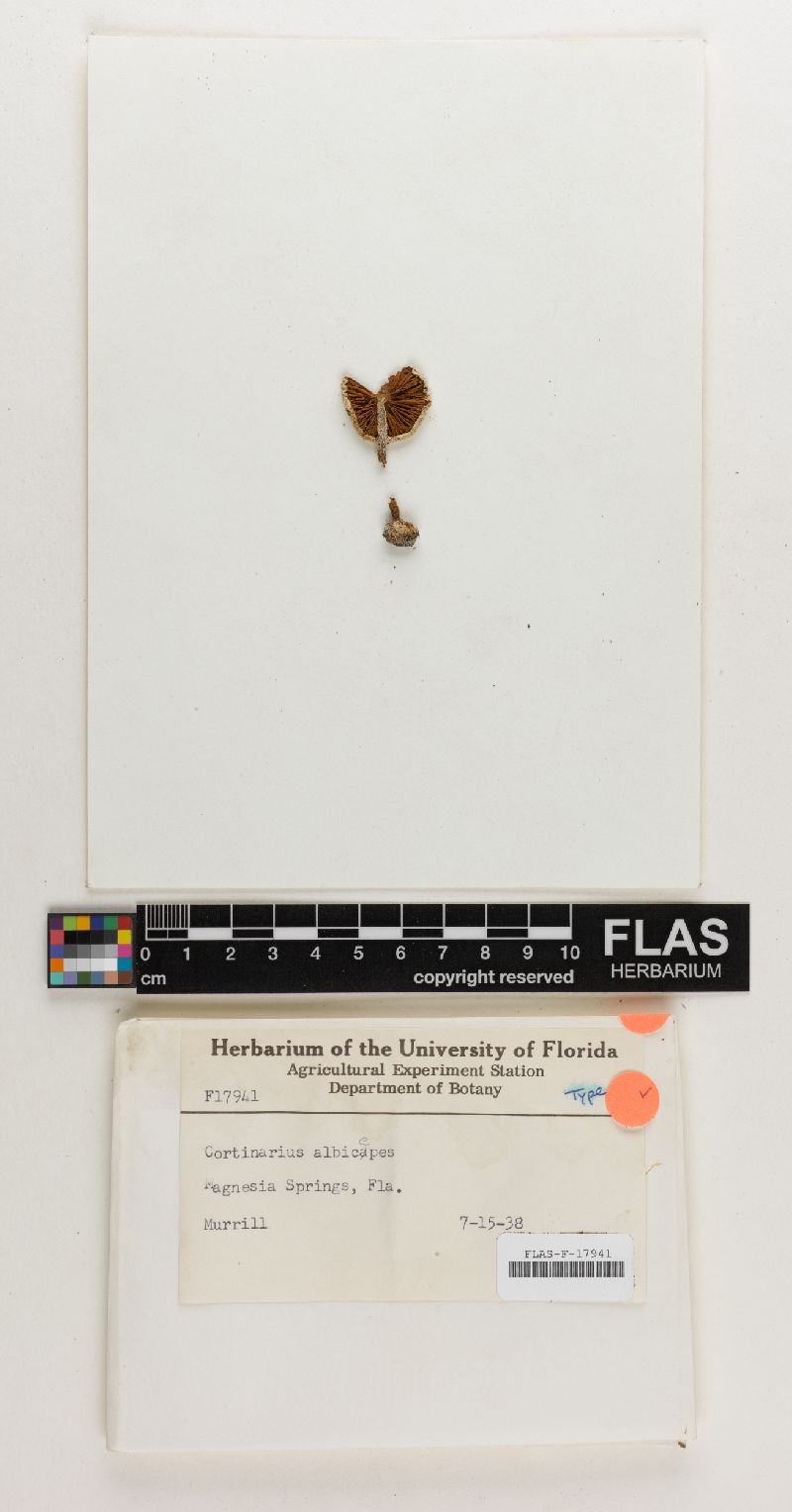 Cortinarius albiceps image