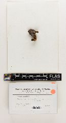 Russula mutabilis image