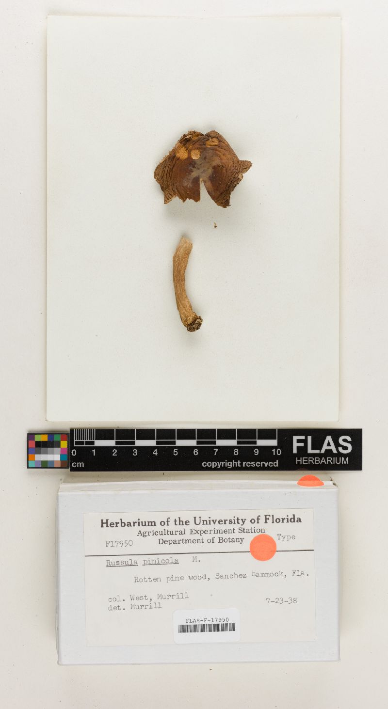 Russula pinicola image