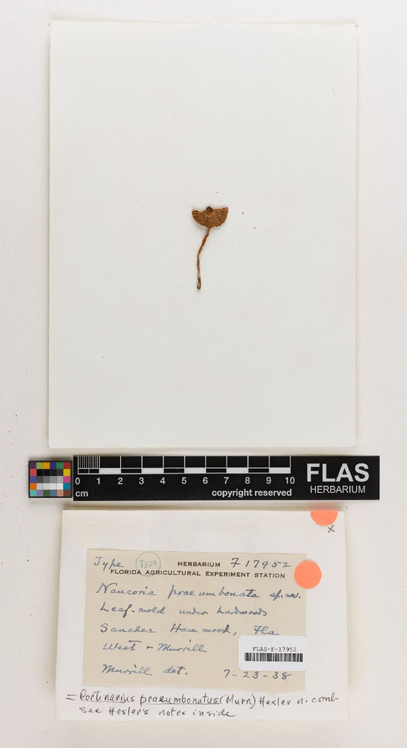 Naucoria praeumbonata image