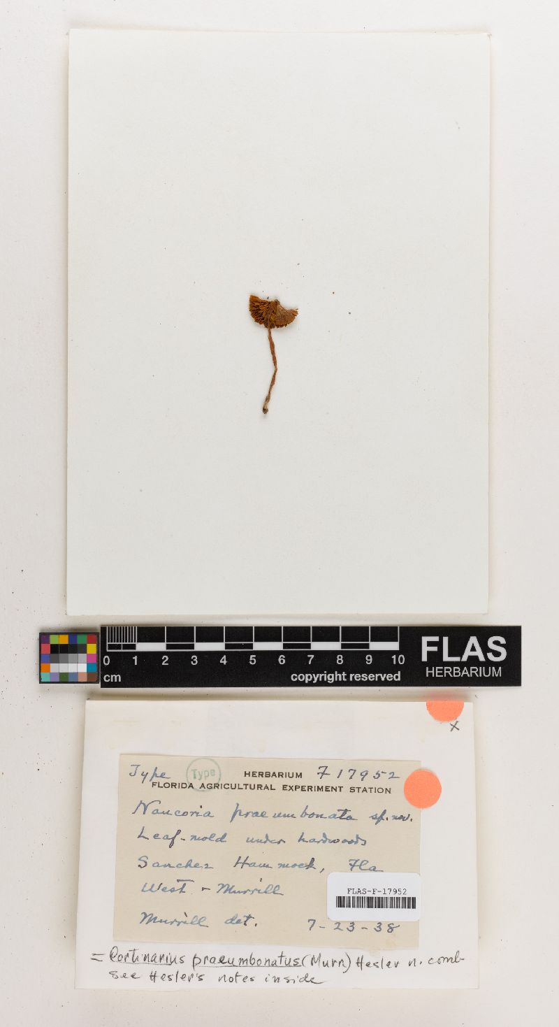 Naucoria praeumbonata image