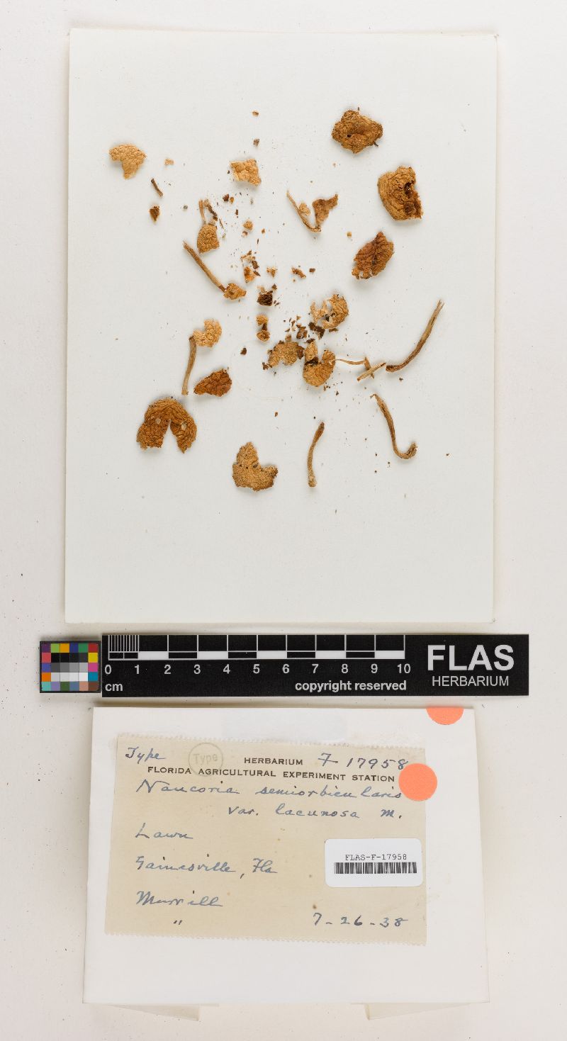 Naucoria semiorbicularis var. lacunosa image