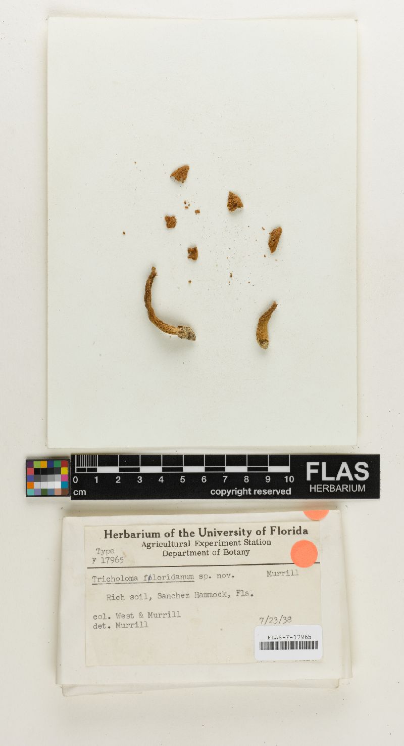 Tricholoma floridanum image