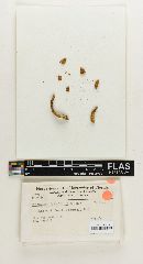 Tricholoma floridanum image