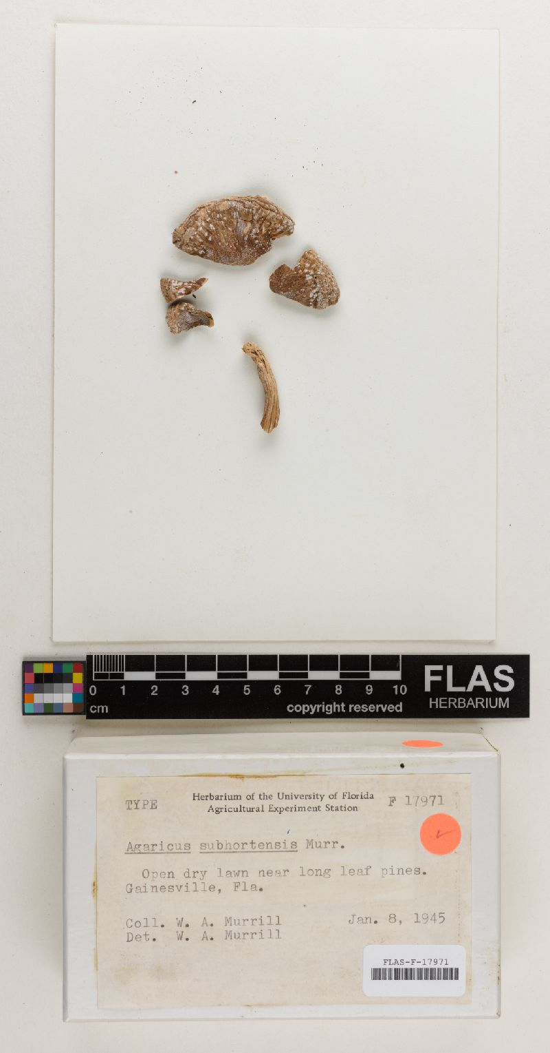 Agaricus subhortensis image