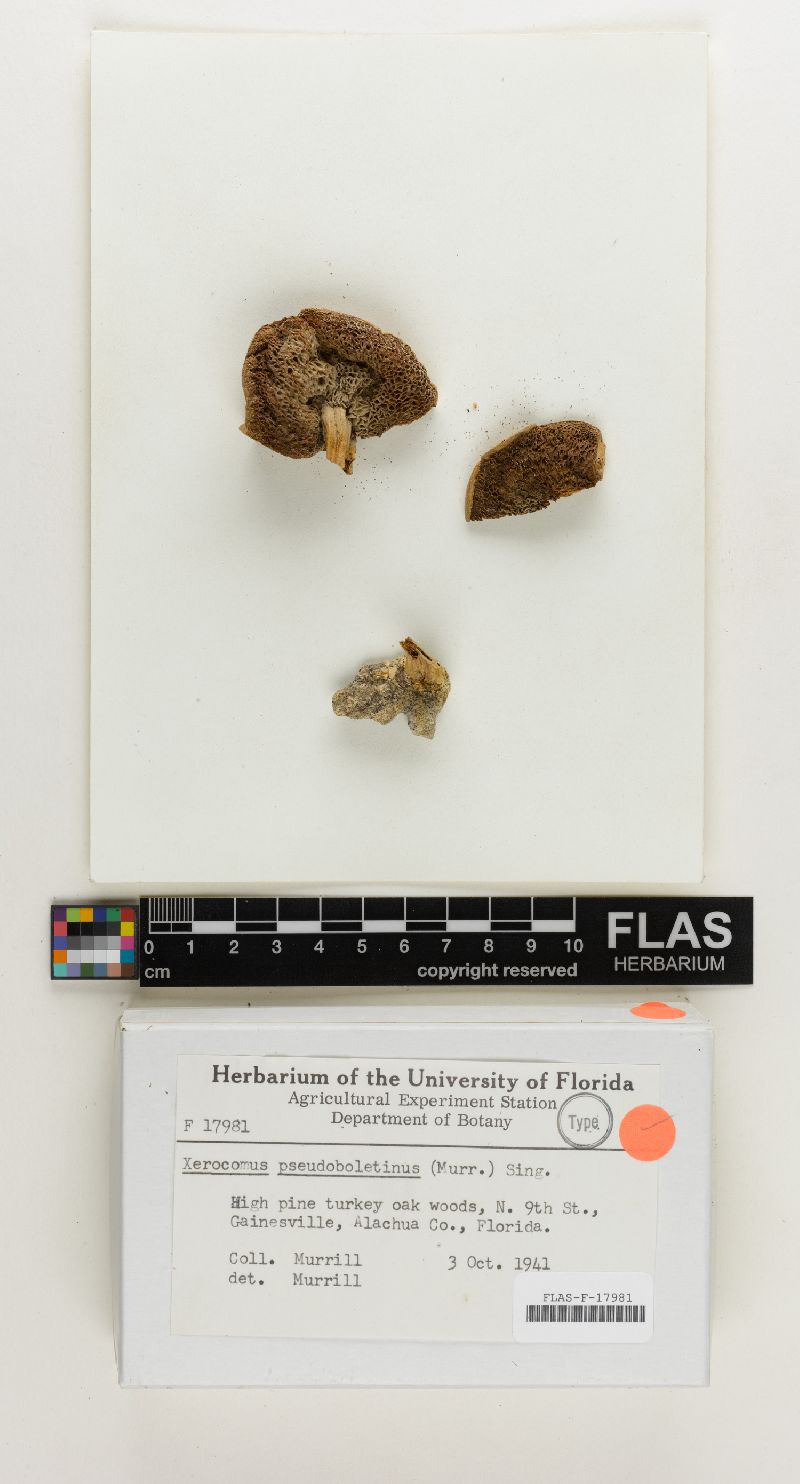 Xerocomus pseudoboletinus image