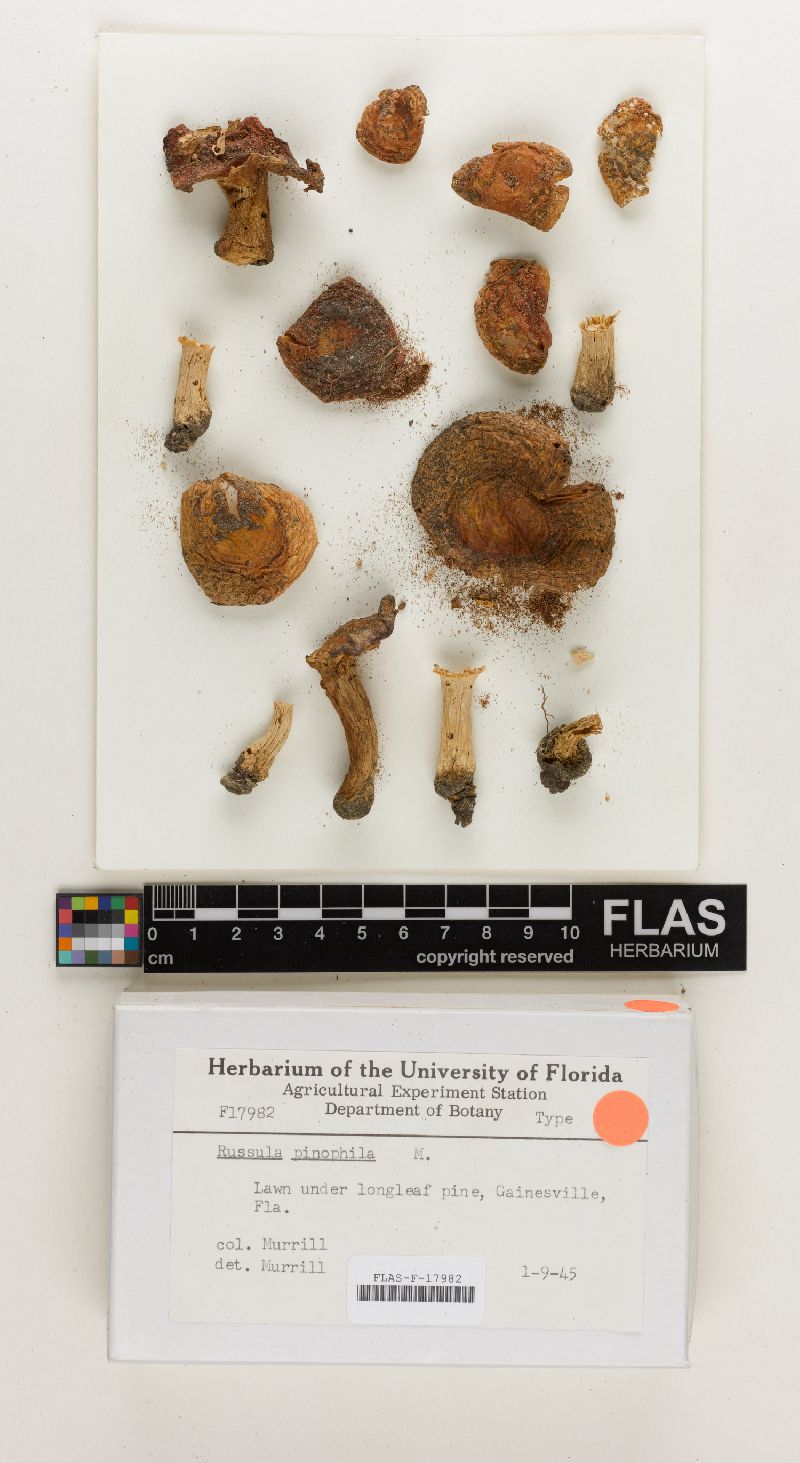 Russula pinicola image