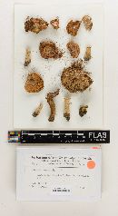 Russula pinicola image