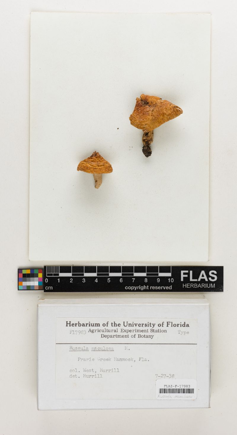 Russula maculosa image