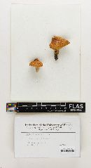 Russula maculosa image