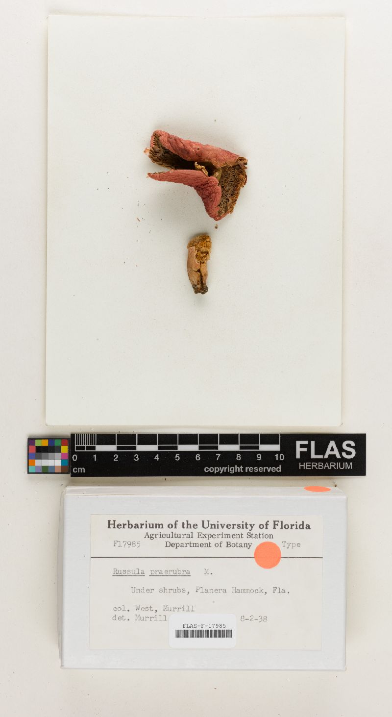 Russula praerubra image