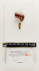 Russula praerubra image