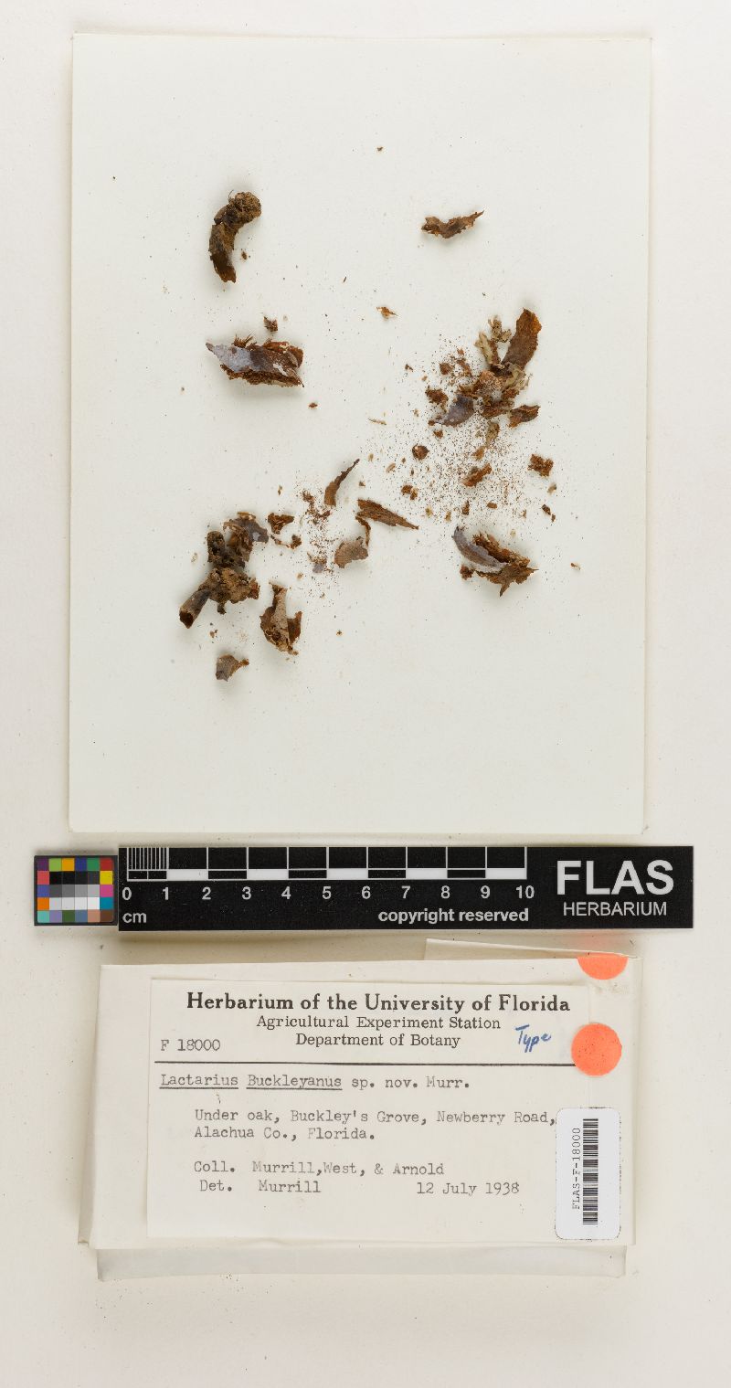 Lactarius buckleyanus image