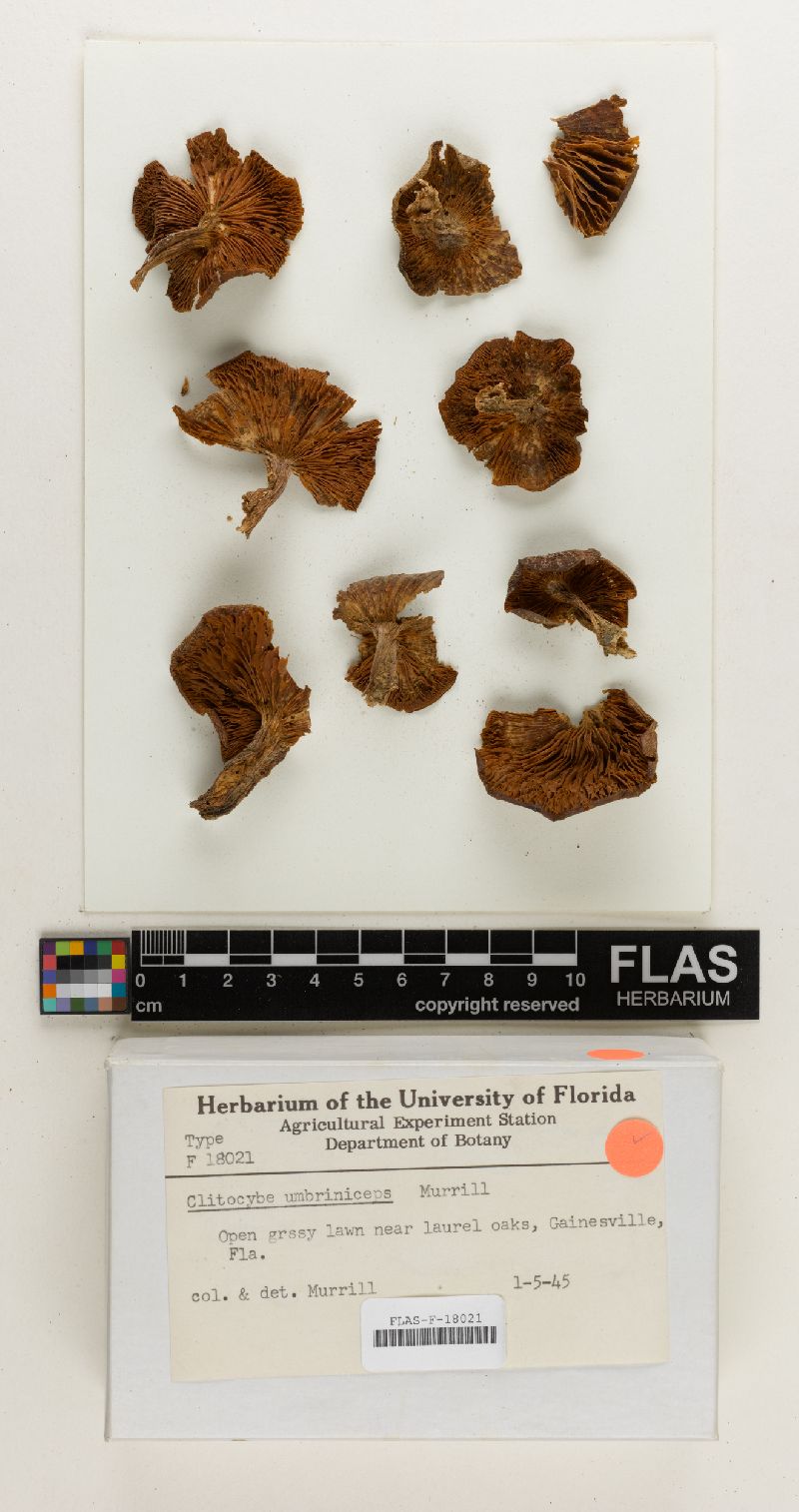 Clitocybe umbriniceps image