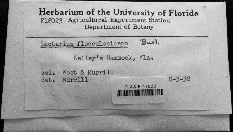 Lactarius flocculosiceps image