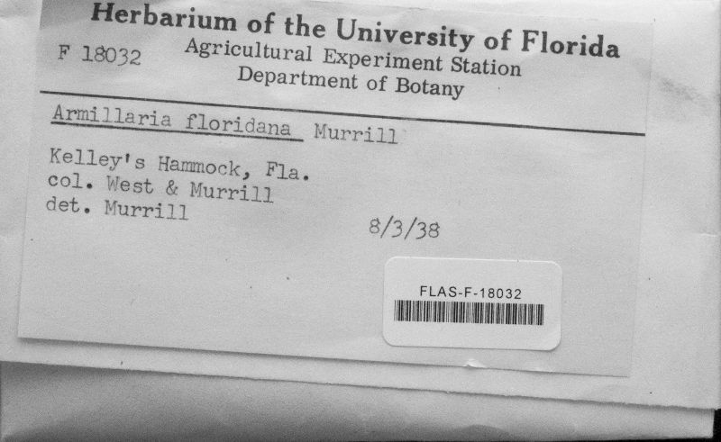 Armillaria floridana image