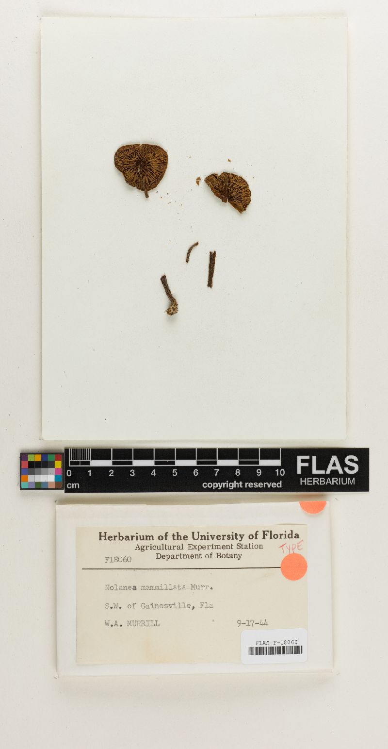 Nolanea mammillata image
