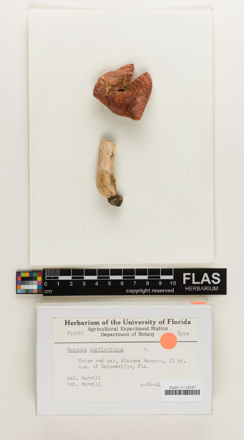 Russula subfloridana image