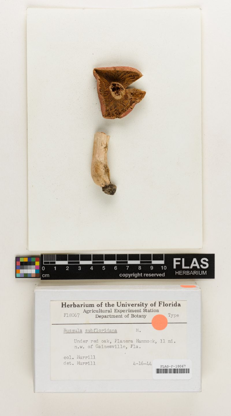 Russula subfloridana image