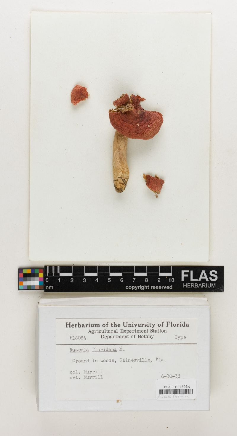Russula floridana image