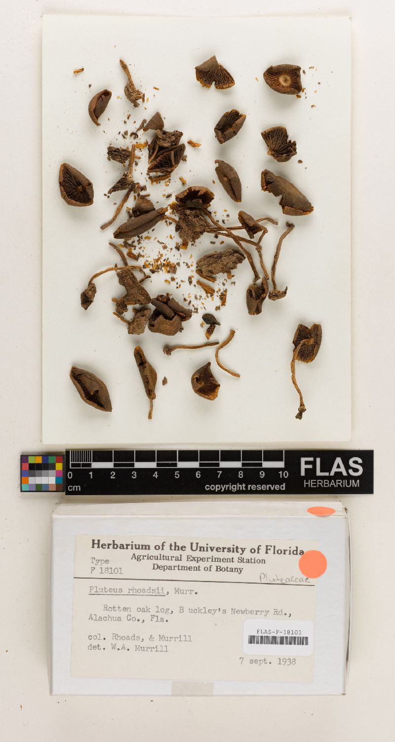 Pluteus rhoadsii image