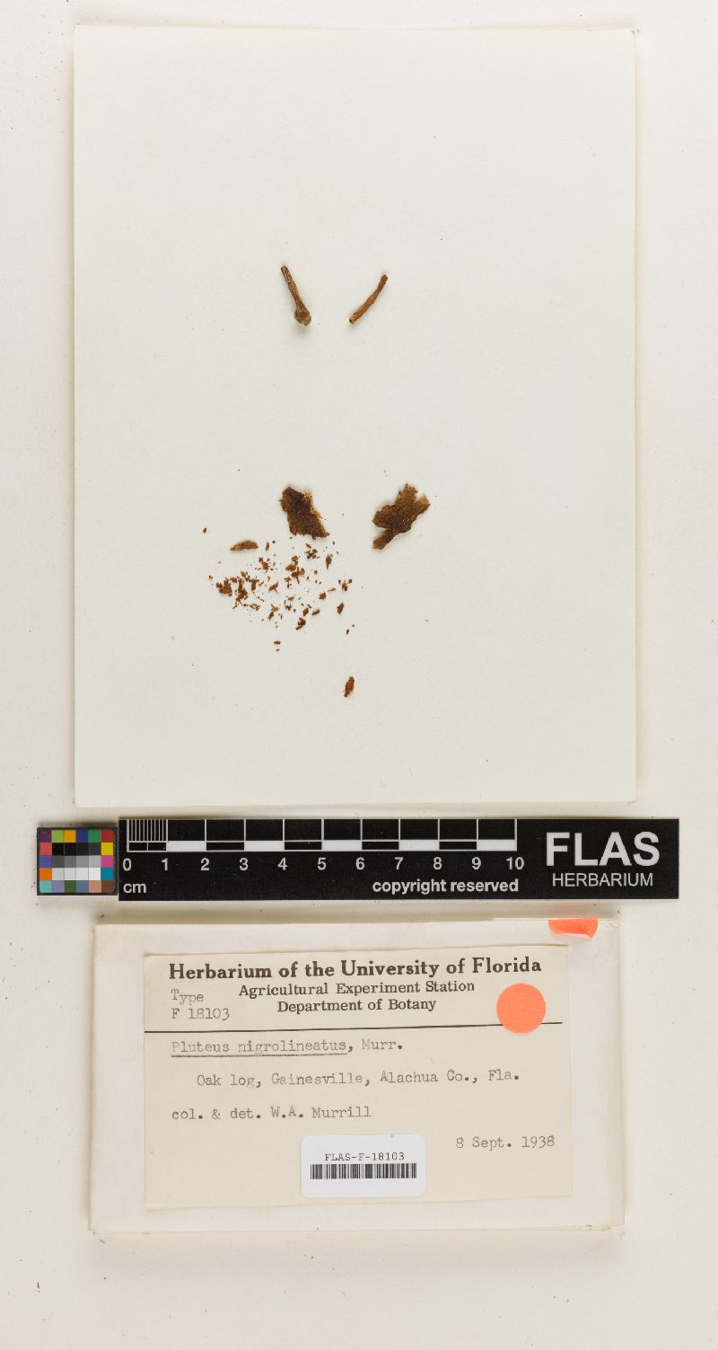 Pluteus nigrolineatus image