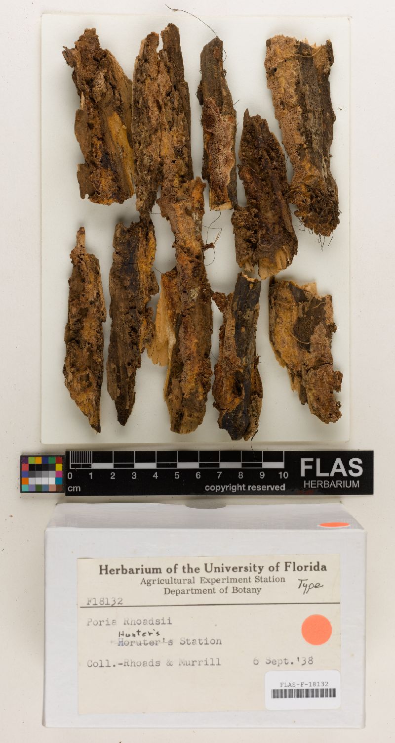 Hapalopilus albocitrinus image