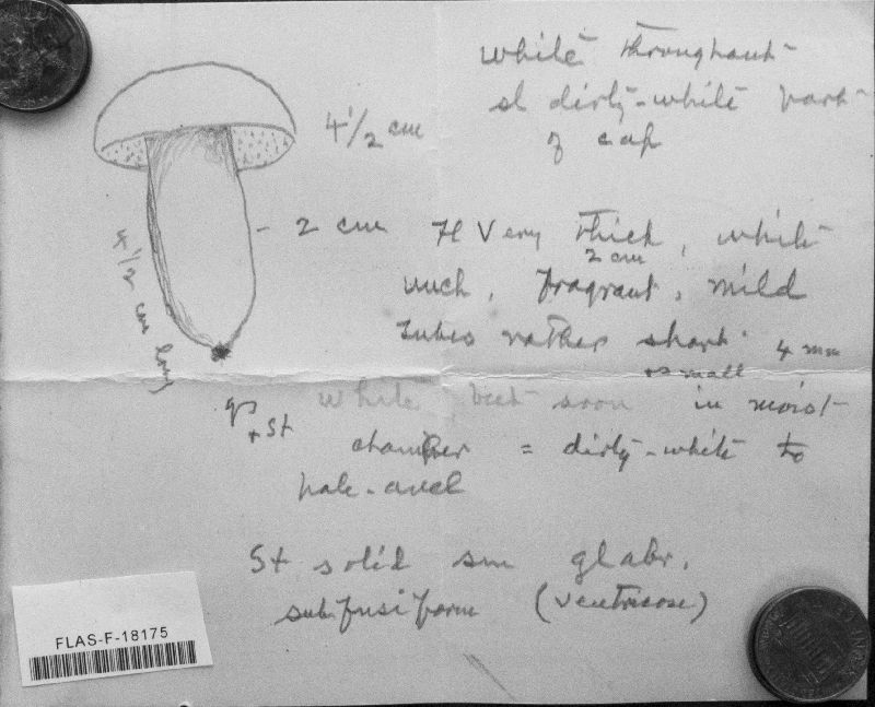 Boletus woodiae image