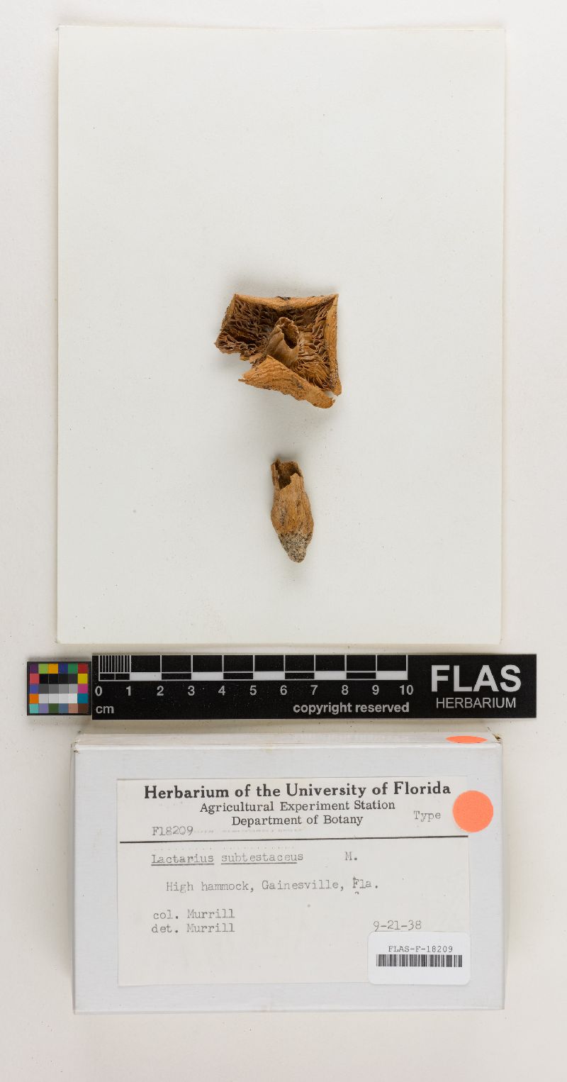 Lactarius subtestaceus image