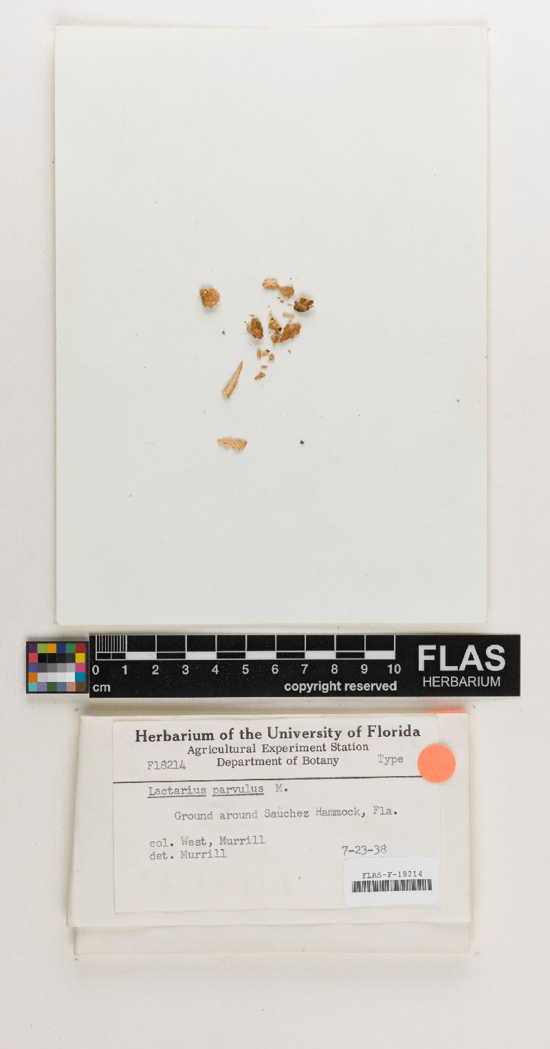 Lactarius parvulus image