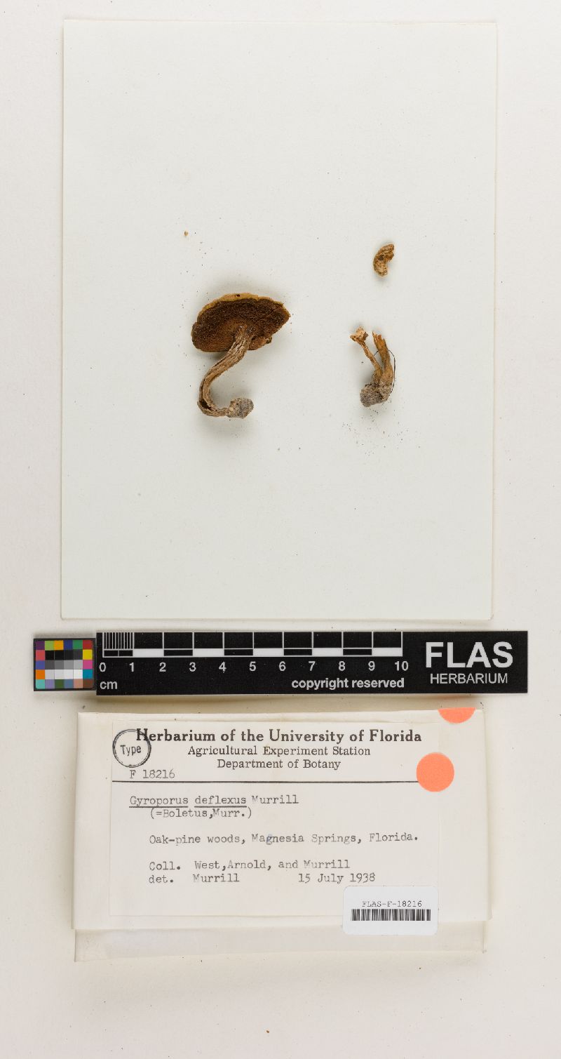 Gyroporus deflexus image