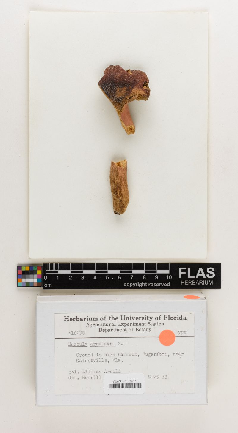 Russula arnoldae image