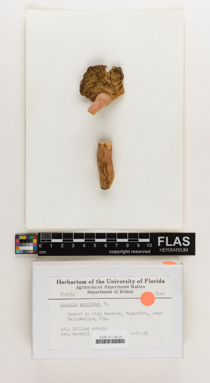 Russula arnoldae image