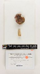 Russula subvariata image