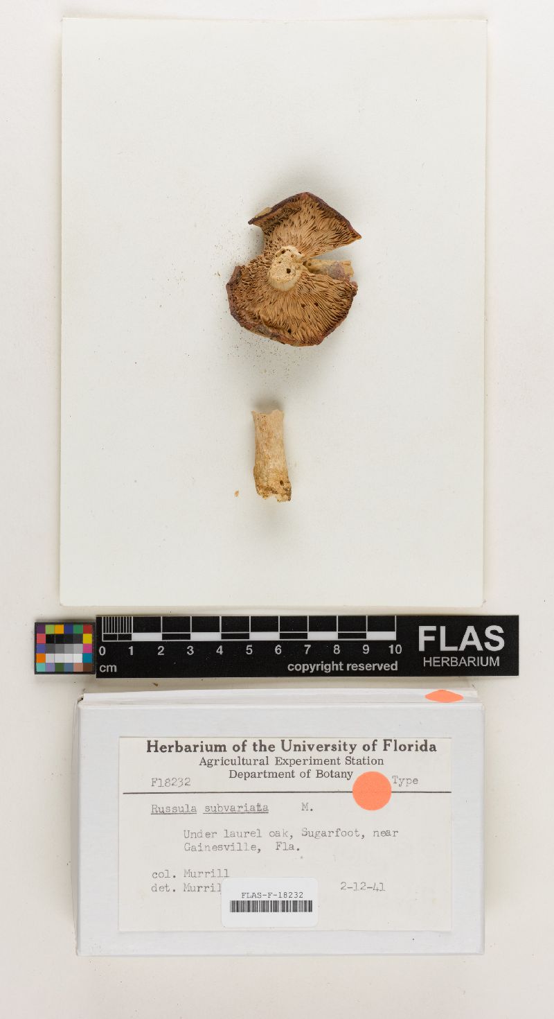 Russula subvariata image