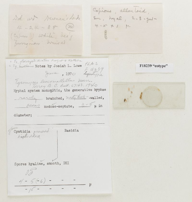 Postia leucomallella image