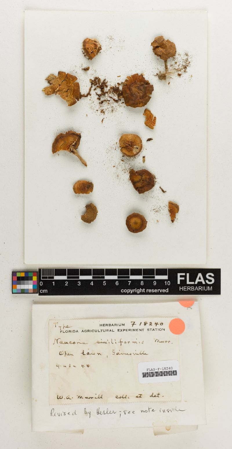 Naucoria similiformis image