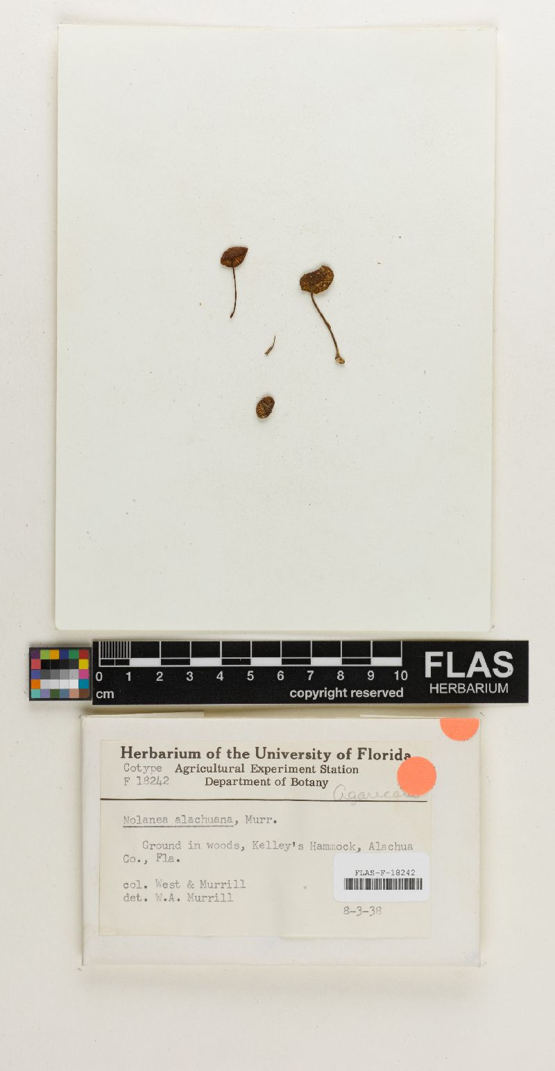 Nolanea alachuana image