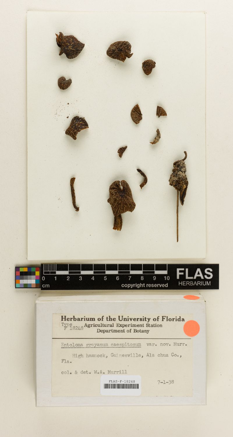 Entoloma grayanum var. cespitosum image