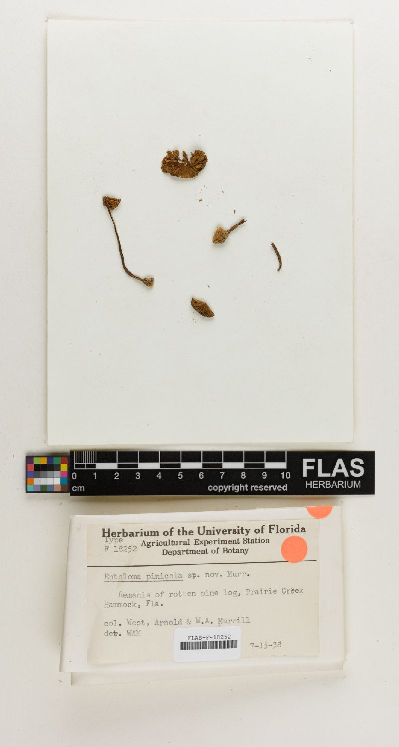Entoloma pinicola image