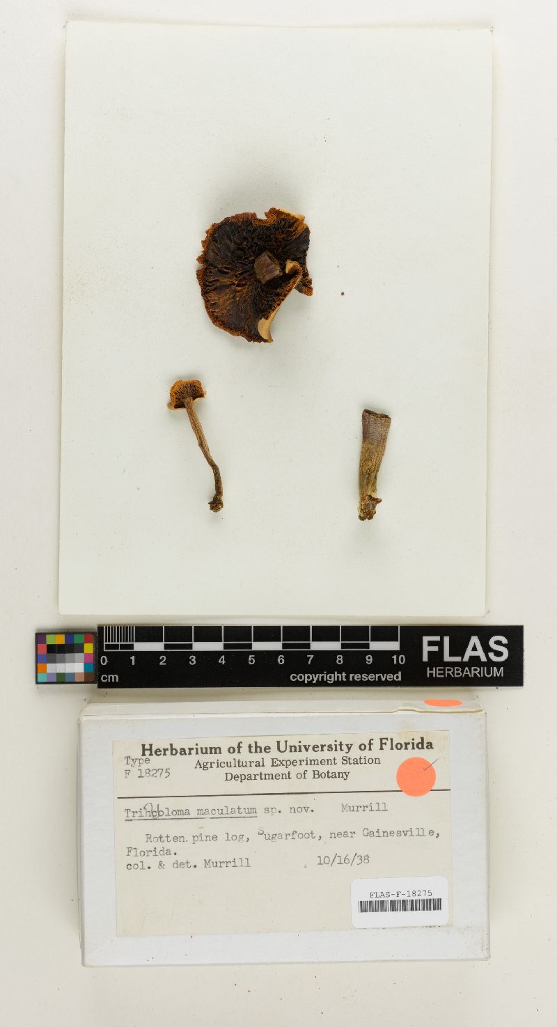 Tricholoma maculatum image