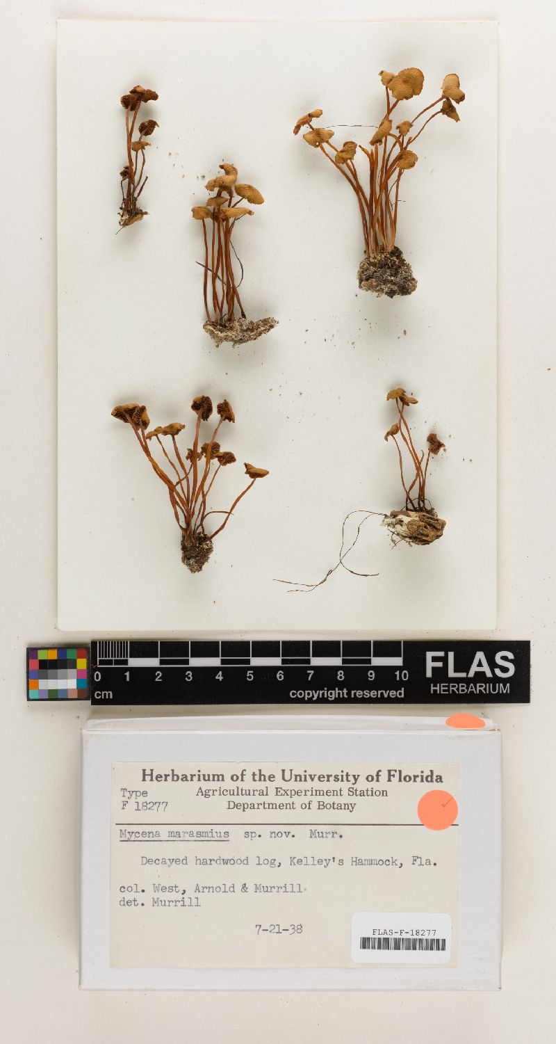 Mycena marasmius image