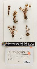 Mycena marasmius image